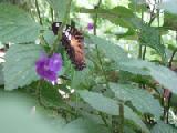 clipper with closed wings